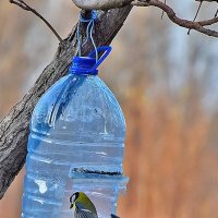 Забавные синички, или "Сдаёшься?" :: Валентина Нефёдова