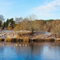 Пейзаж с лебедями. :: Милешкин Владимир Алексеевич Пейзаж с лебедями. :: Милешкин Владимир Алексеевич