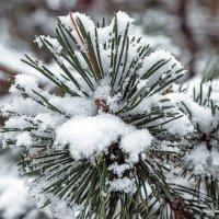 ... :: Светлана Ищенко