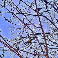 Зимний сквер с синицами! :: Владимир 