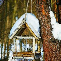 Птичий домик-кормушка в тайге! :: Владимир 
