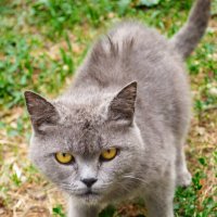 Кот :: Александр Лычагин