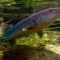 Щука :: Aleksey Afonin