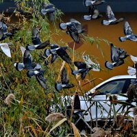 Летите голуби, летите...1 :: Николай Саржанов