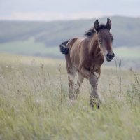 Малыш :: Марина Фомина.