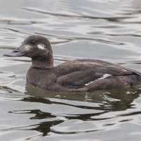 турпан. :: юрий макаров