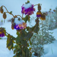 Первый Снег - ЦВЕТЫ :: Владимир Максимов