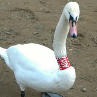 Красавец :: Натали 