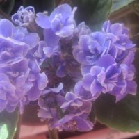 Фиалка :: Елена Семигина