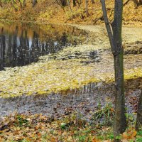 Опавшие осенние листья :: Рита Симонова