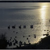 *** :: Aleksandr Gal