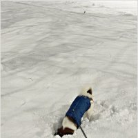 Яшик радуется снегу. :: Валерия Комова