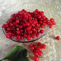 Красная смородина. :: nadyasilyuk Вознюк Красная смородина. :: nadyasilyuk Вознюк