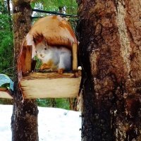 кормежка :: Владимир 