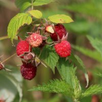 "Ягода малина нас к себе манила" :: Tim Andrews