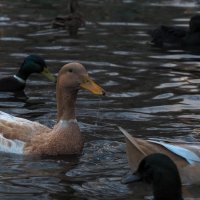 Из Жизни Уток :: юрий поляков