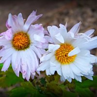 Самая стойкая красота... :: Андрей Заломленков