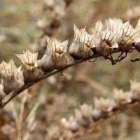 Про осеннюю белену.. :: Андрей Заломленков