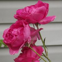 Розы :: Freddy 97