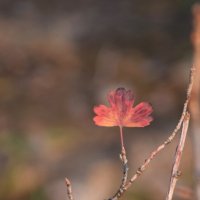 *** :: Павленко Михаил *** :: Павленко Михаил