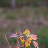 *** :: Павленко Михаил 