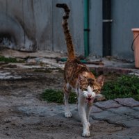 Аравийская кошка МАУ :: Александр 