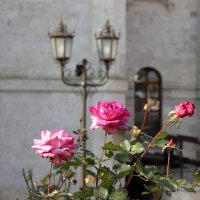 Розы у собора. :: Александр Николаев