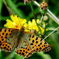 опять про бабочек...114 :: Александр Прокудин