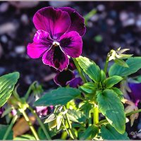 Про сентябрь :: Aquarius - Сергей Про сентябрь :: Aquarius - Сергей