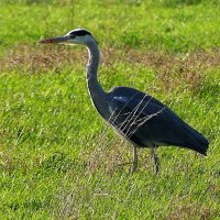 Прогулка :: Владимир Манкер Прогулка :: Владимир Манкер