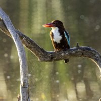 Красноклювая альциона. :: Alexander Amromin