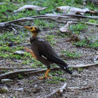 Тайская птичка Майна :: Марина 