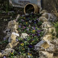 Анютины глазки  23. 11.2025 :: Игорь Сикорский