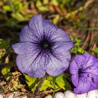 Петуньи 23.11.2025 :: Игорь Сикорский