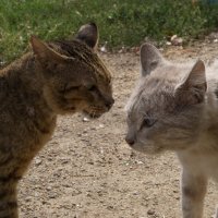 Коты :: Александр Лычагин