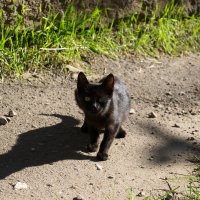 Черный котенок :: Александр Лычагин