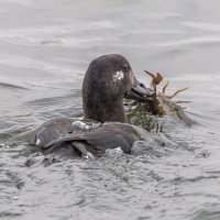 турпан. :: юрий макаров турпан. :: юрий макаров