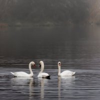 **** :: Владимир Безбородов