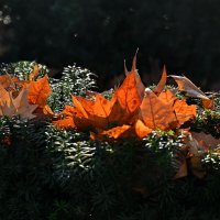 Немного про Осень... :: Николай Саржанов