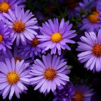 Доброе утро :: Юрий. Шмаков