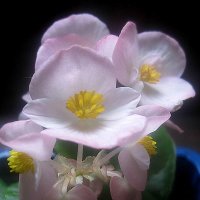 Бегония :: Елена Семигина Бегония :: Елена Семигина