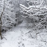 Предзимье :: Милешкин Владимир Алексеевич 
