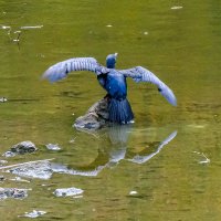 "Сушу свои крылья" :: Георгий А