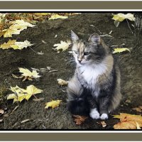 Сидит она задумавшись :: Владимир Кроливец