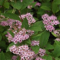 Спирея :: Freddy 97