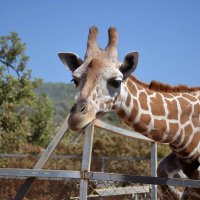 Жираф :: Евгений Васильев