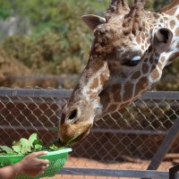 Угощайся... :: Евгений Васильев