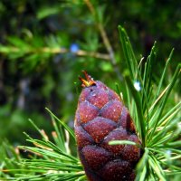 Шишка лиственницы. :: nadyasilyuk Вознюк