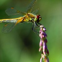 Посадка прошла успешно. :: nadyasilyuk Вознюк