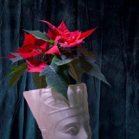 Женский цветок :: Андрей Город